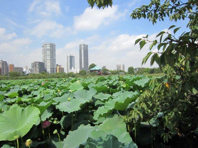 Lotus pond at Ueno park